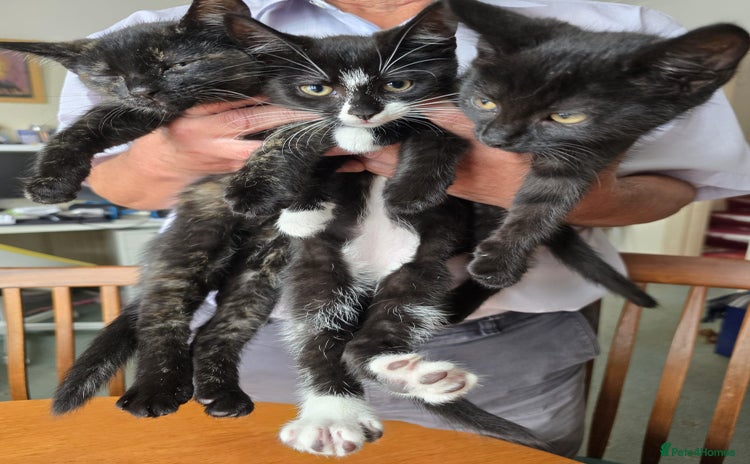 Mixed Breed cats - Advert 5