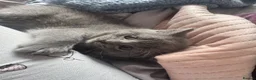 British Shorthair cats for sale: Beautiful British blue babies  - Advert 4