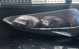 Rat rodents for sale: 2 male rats + cage and accessories  - Image 16