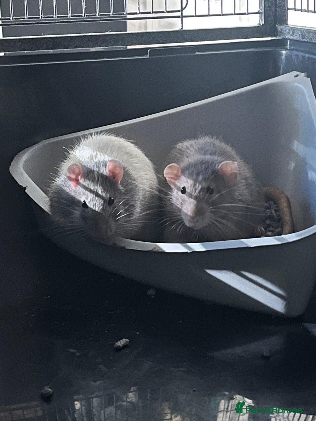 Rat rodents for sale: 2 male rats + cage and accessories  - Image 16