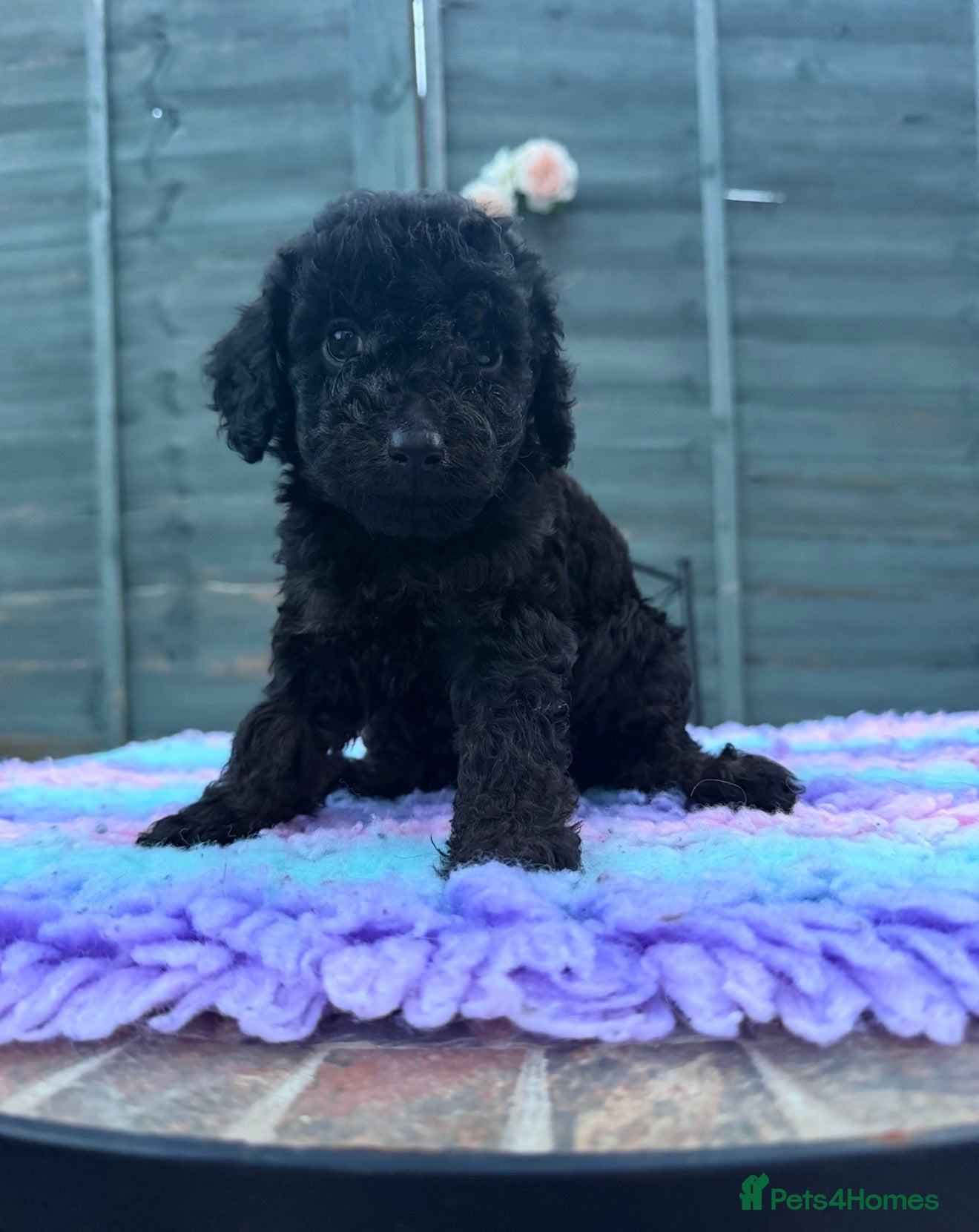Cavapoo dogs Two black f1b cavapoos available 1 girl 1 boy 💕💙 - Advert 2