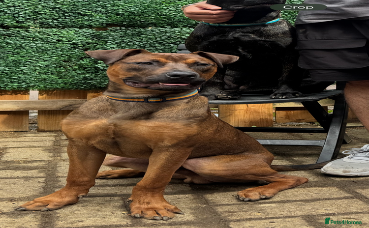 Mixed Breed dogs - Advert 14