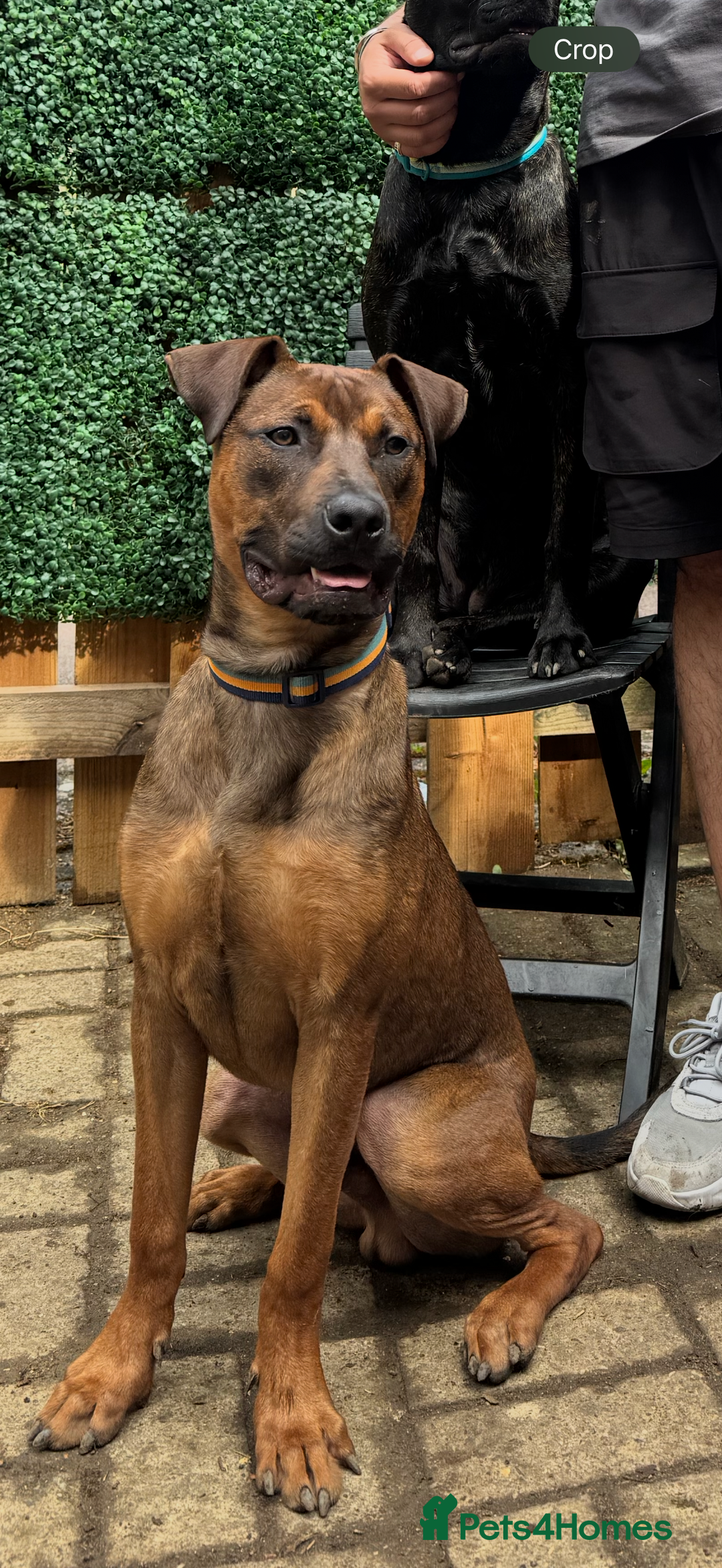 Mixed Breed dogs for sale: Dutch herder x pressa canario  - Image 1