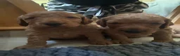 Cockapoo dogs for sale: 🐾 3 Gorgeous Male F1B Apricot Cockapoo Puppies 🐾 in Bournemouth - Advert 3