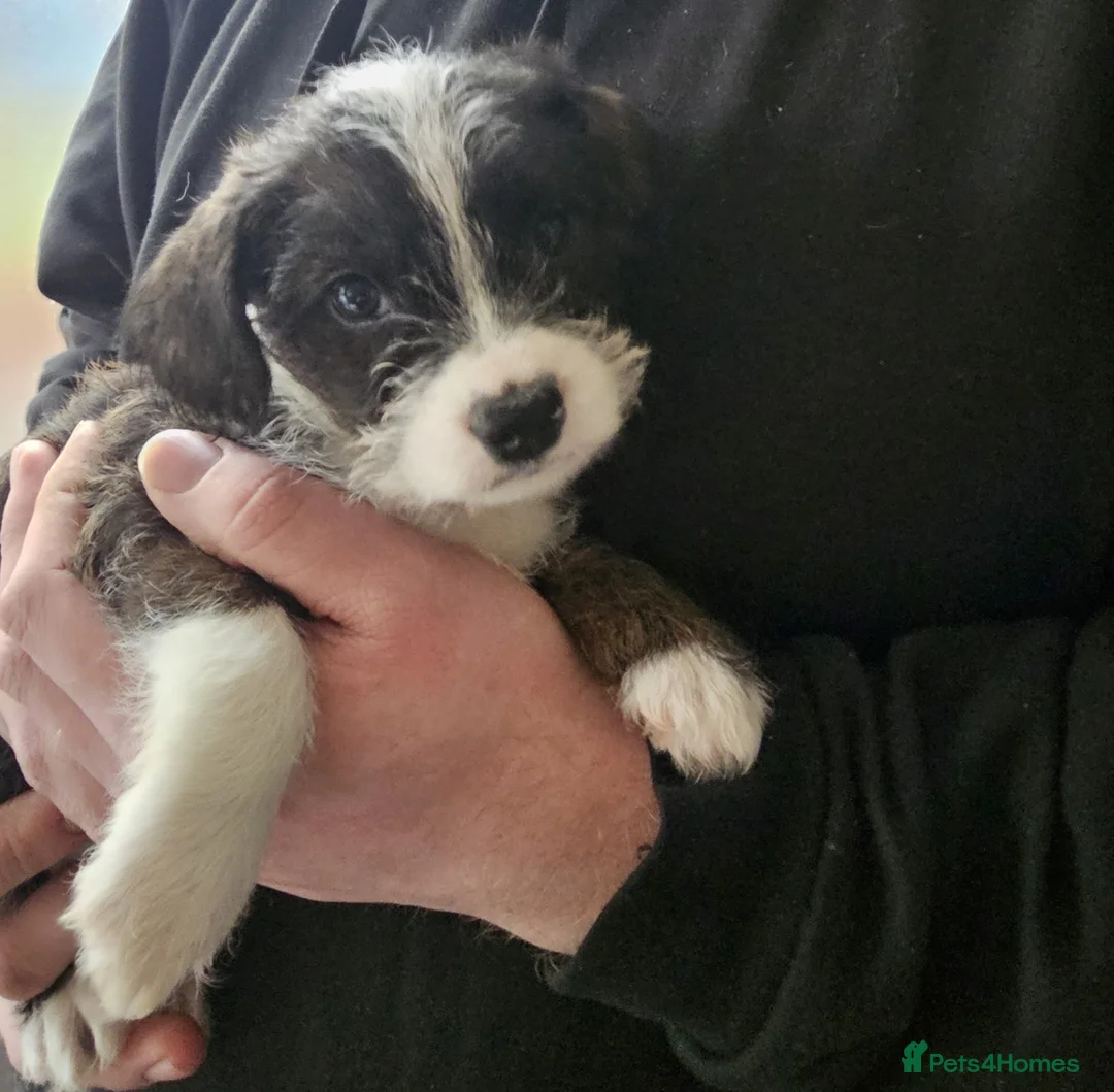 Mixed Breed dogs for sale: frenchie x cockerpoo pups  in Nottingham - Advert 1