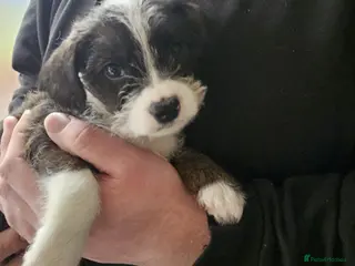 Mixed Breed dogs frenchie x cockerpoo pups in Nottingham - Advert 1