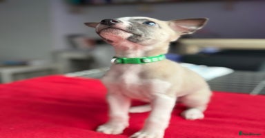 Whippet dogs - Advert 13