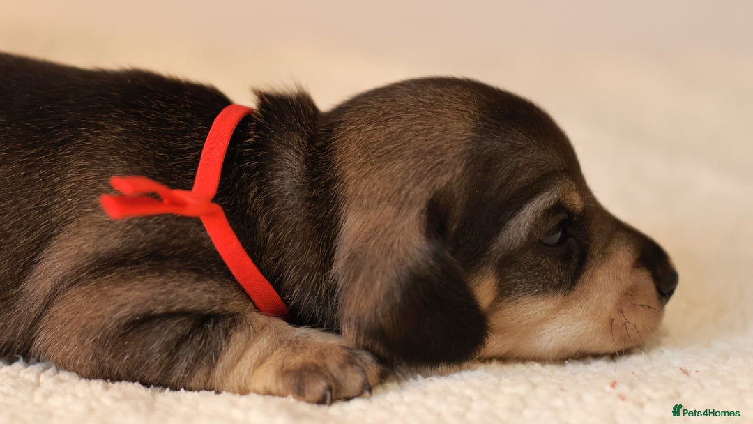 Miniature Dachshund dogs for sale: 5*Licensed+KC+PRAclear+VETchecked+Chocolate&Cream - Advert 6