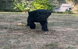 Cocker Spaniel dogs for sale: Beautiful Cocker Spaniel Puppies - Image 33