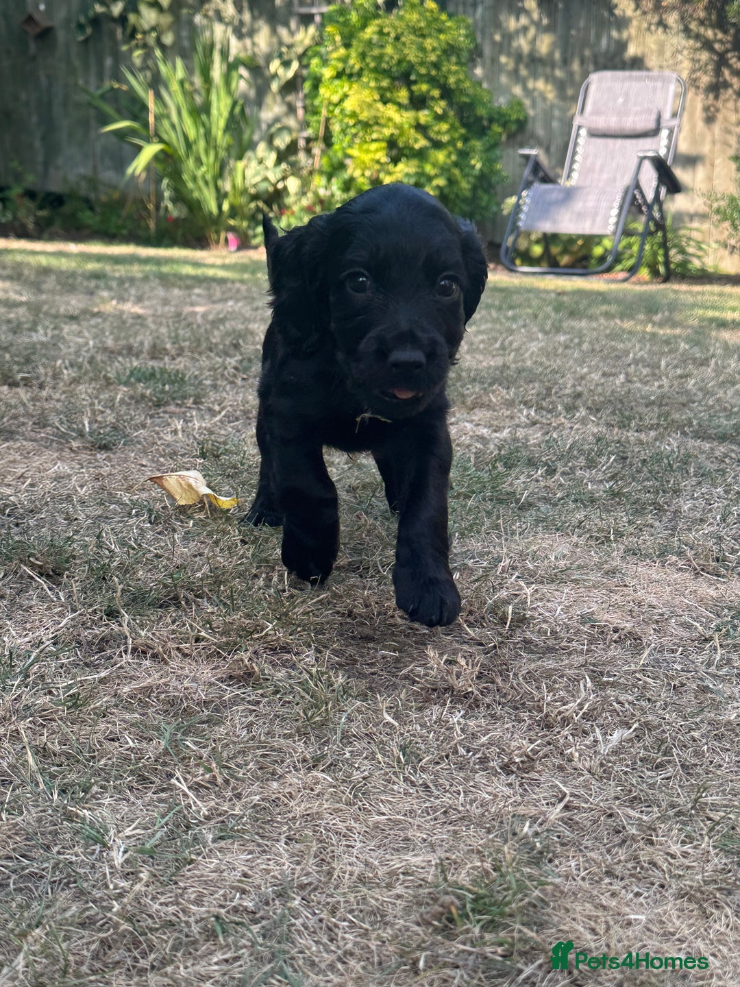 Cocker Spaniel dogs for sale: Beautiful Cocker Spaniel Puppies - Image 33