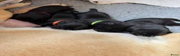 Labrador Retriever dogs for sale: Two Black KC Reg Labrador bitches from litter  in Yelverton - Advert 18