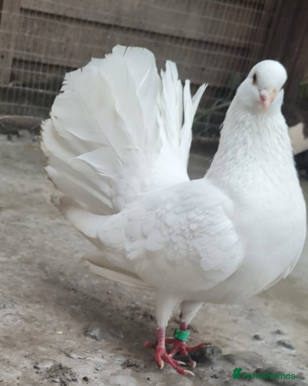 Pigeons birds for sale: Fantail pigeon  - Image 1