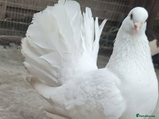 Pigeons birds - Advert 15