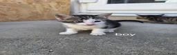 Mixed Breed cats for sale: GORGEOUS MIXED BREED KITTENS - Advert 6
