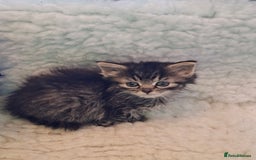 Mixed Breed cats for sale: Hand rearing  long fur kitten - Image 3