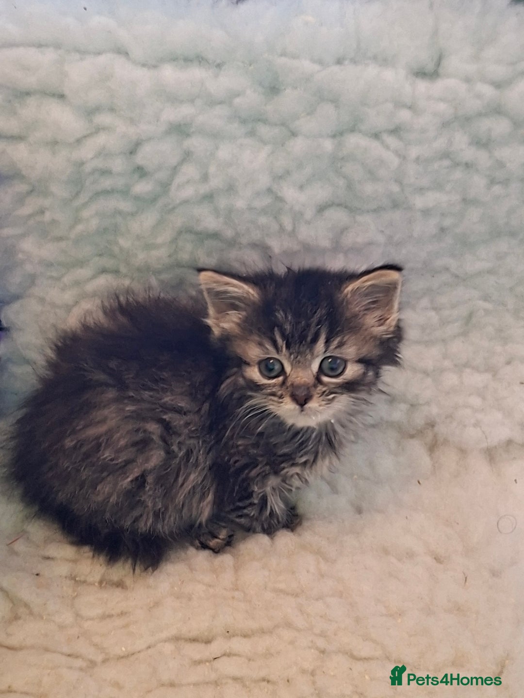 Mixed Breed cats for sale: Hand rearing  long fur kitten - Image 3