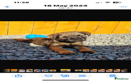 Border Terrier dogs for sale: Female Border Terrier puppy  - Image 1