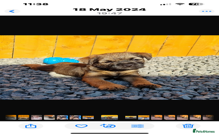 Border Terrier dogs - Advert 5