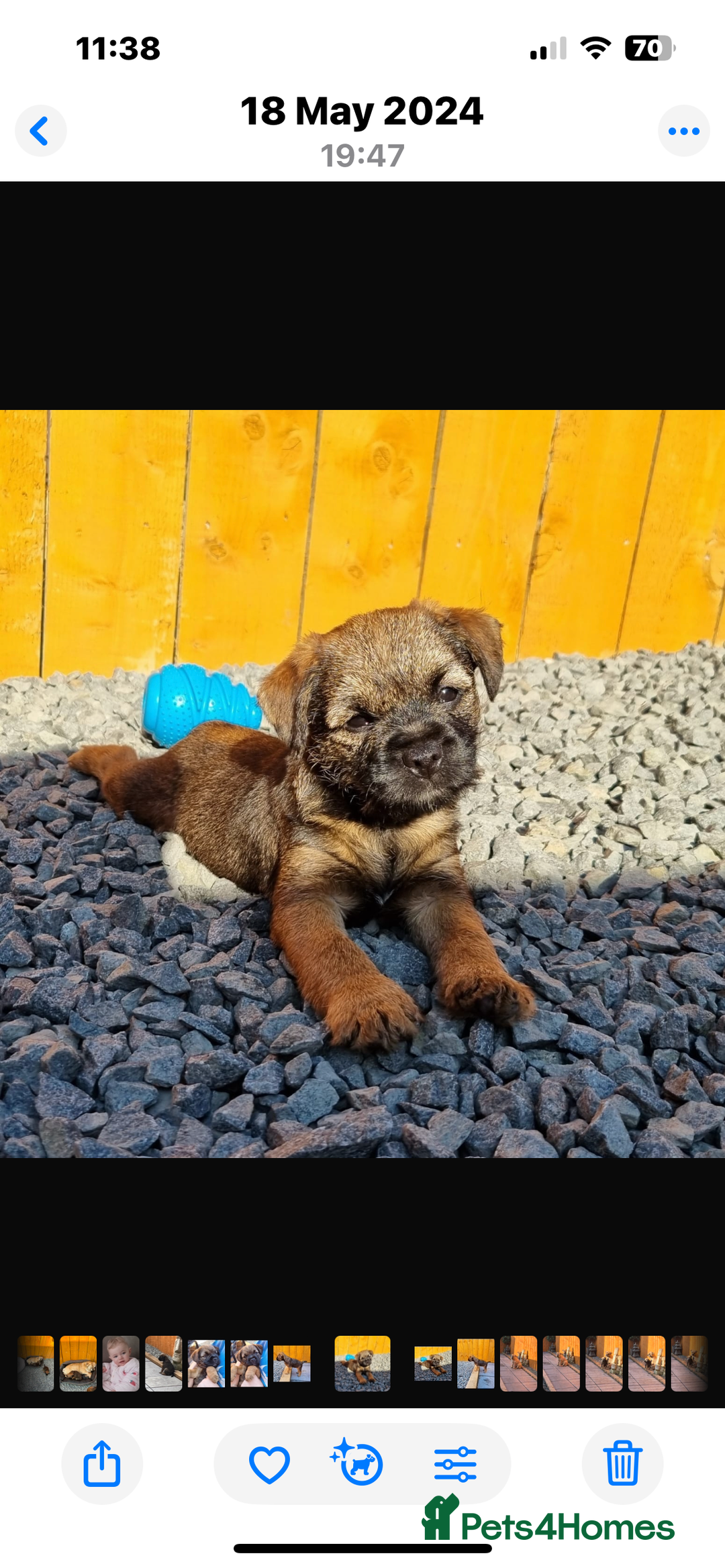 Border Terrier dogs for sale: Female Border Terrier puppy  - Image 1