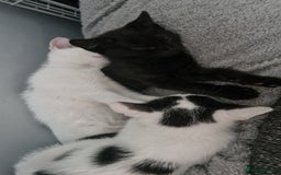 Mixed Breed cats for sale: Lovely mixed breed kittens  - Image 4