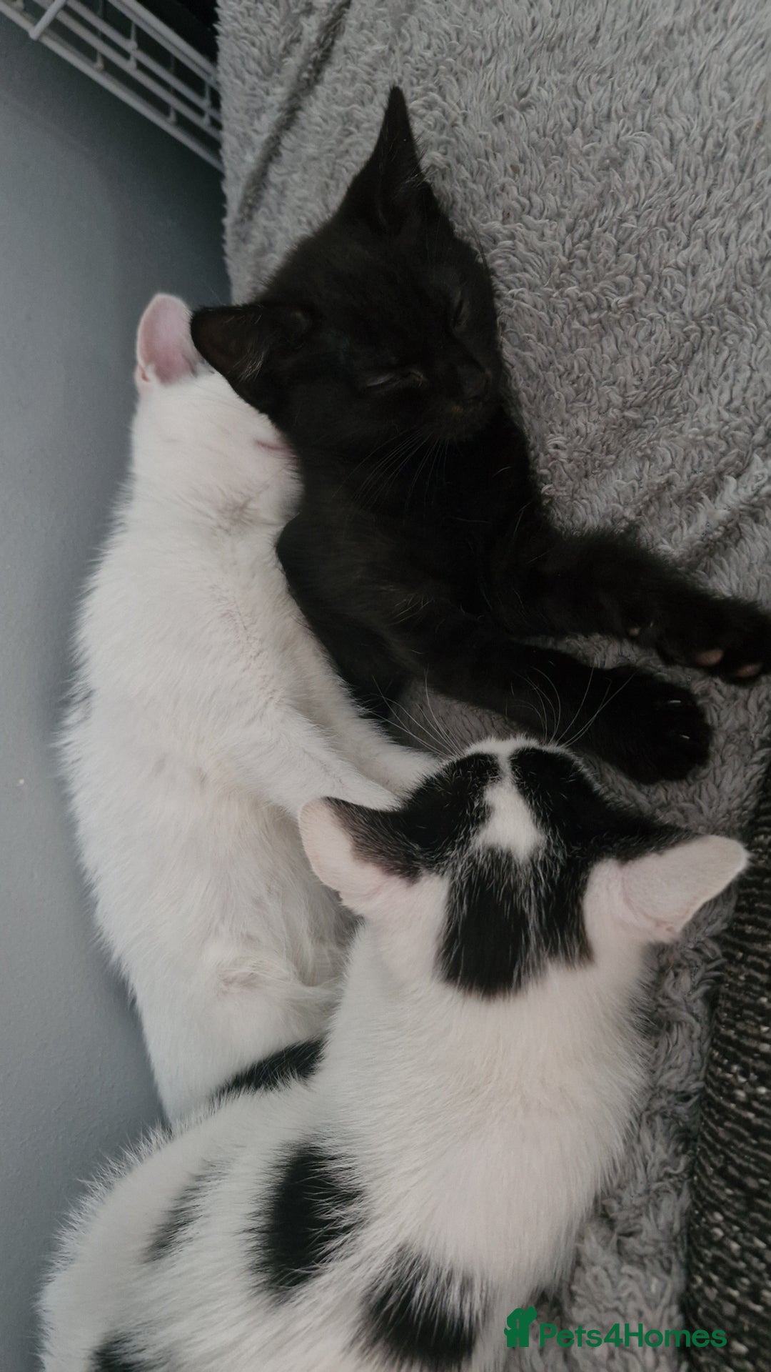 Mixed Breed cats for sale: Lovely mixed breed kittens  - Image 4