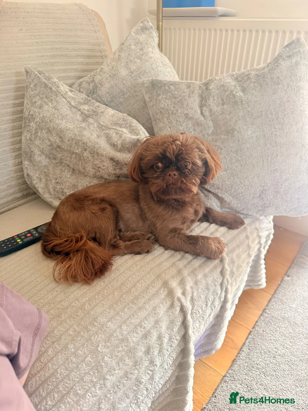 Shih Tzu dogs for sale: chocolate brown imperial shih tzu 9 month puppy - Advert 3
