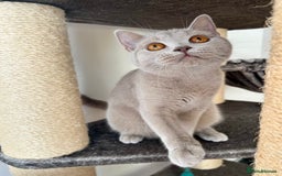 British Shorthair cats for sale: British shorthair female - Image 2