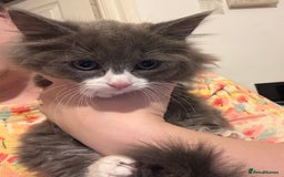 Mixed Breed cats for sale: Fluffy beautiful kitten - Advert 10