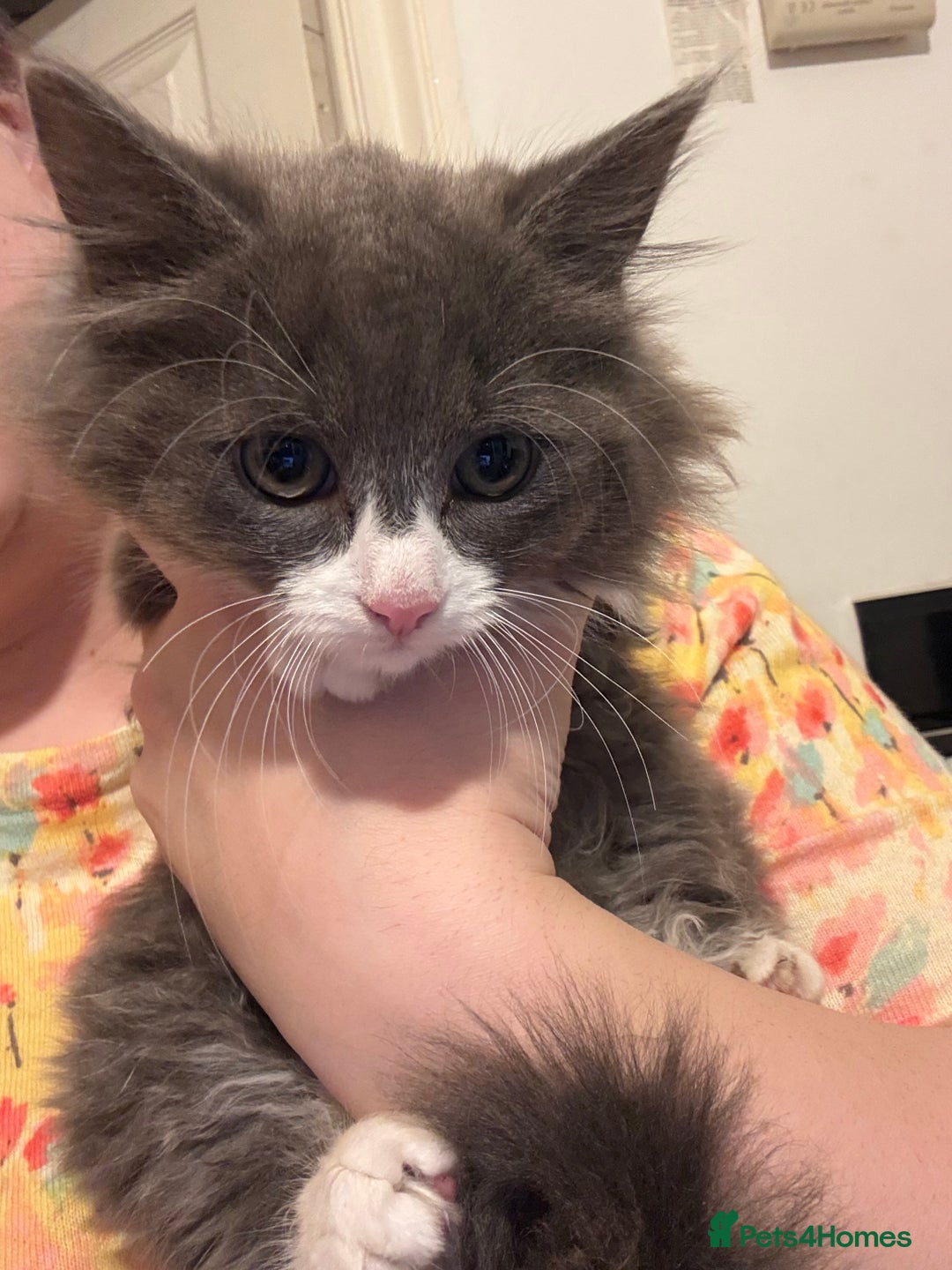 Mixed Breed cats for sale: Fluffy beautiful kitten - Advert 10