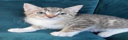 Mixed Breed cats for sale: Beautiful Kittens 😻 - Advert 10