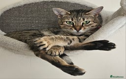 Savannah cats for sale: Beautiful Savannah F4 registered  - Image 8