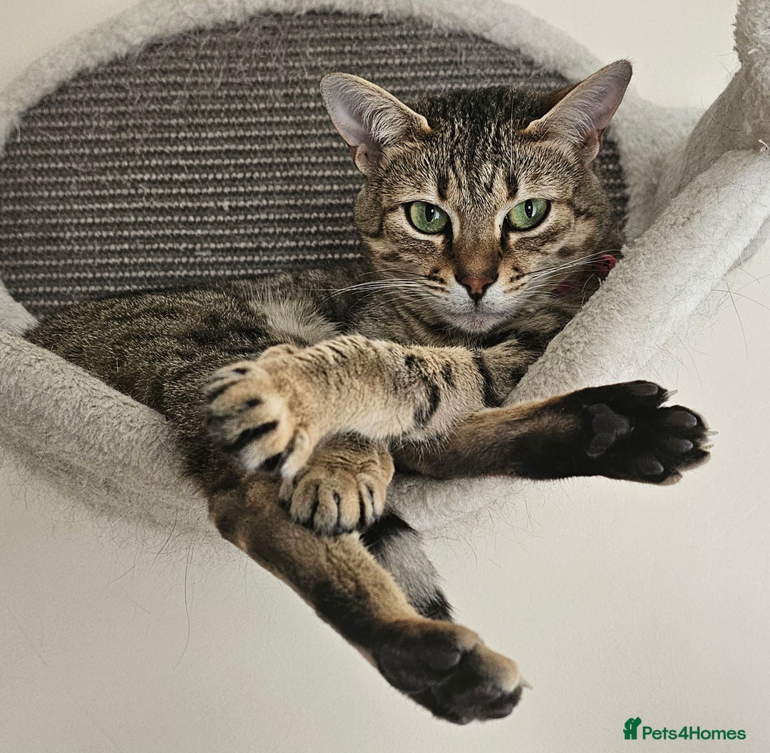 Savannah cats for sale: Beautiful Savannah F4 registered  - Image 8