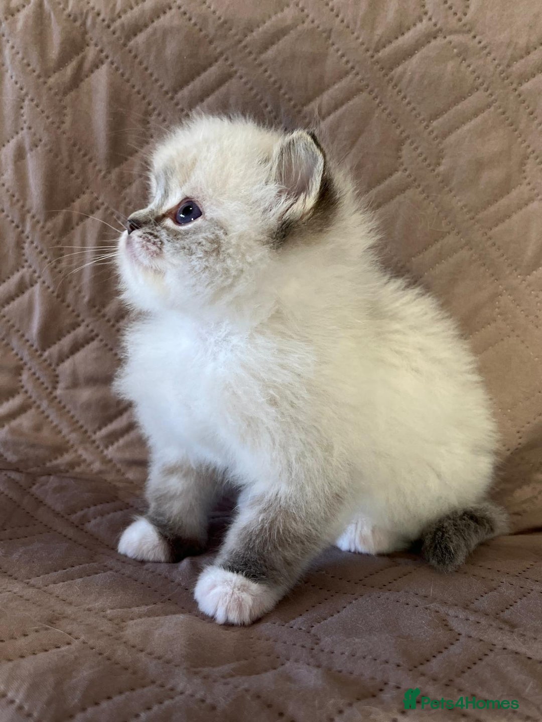 Ragdoll cats for sale: GCCF Registered Ragdoll Kittens Available  - Advert 6