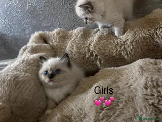 Ragdoll cats READY Sunday cute full ragdoll kittens 2 left - Advert 1