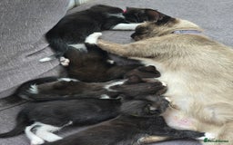 Mixed Breed cats for sale: Siamese Mum x Black and White kittens - Image 8