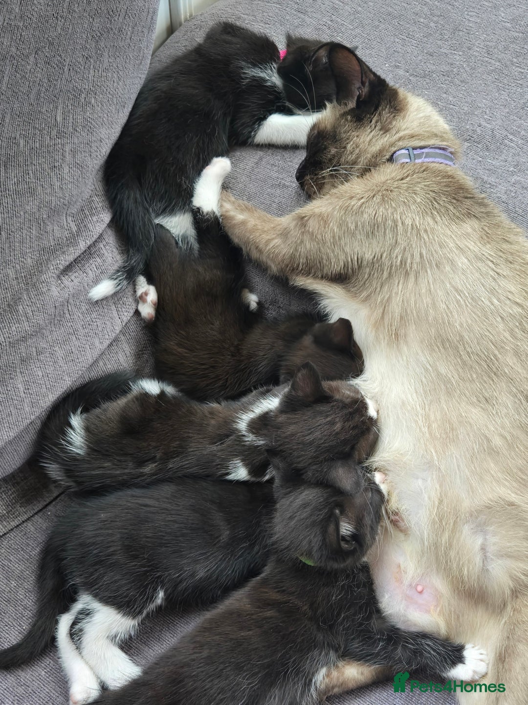 Mixed Breed cats for sale: Siamese Mum x Black and White kittens - Image 8