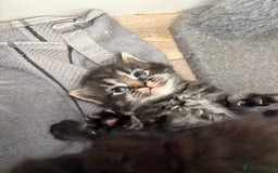 Domestic Shorthair cats for sale: 5 beautiful kittens 🖤 - Image 7