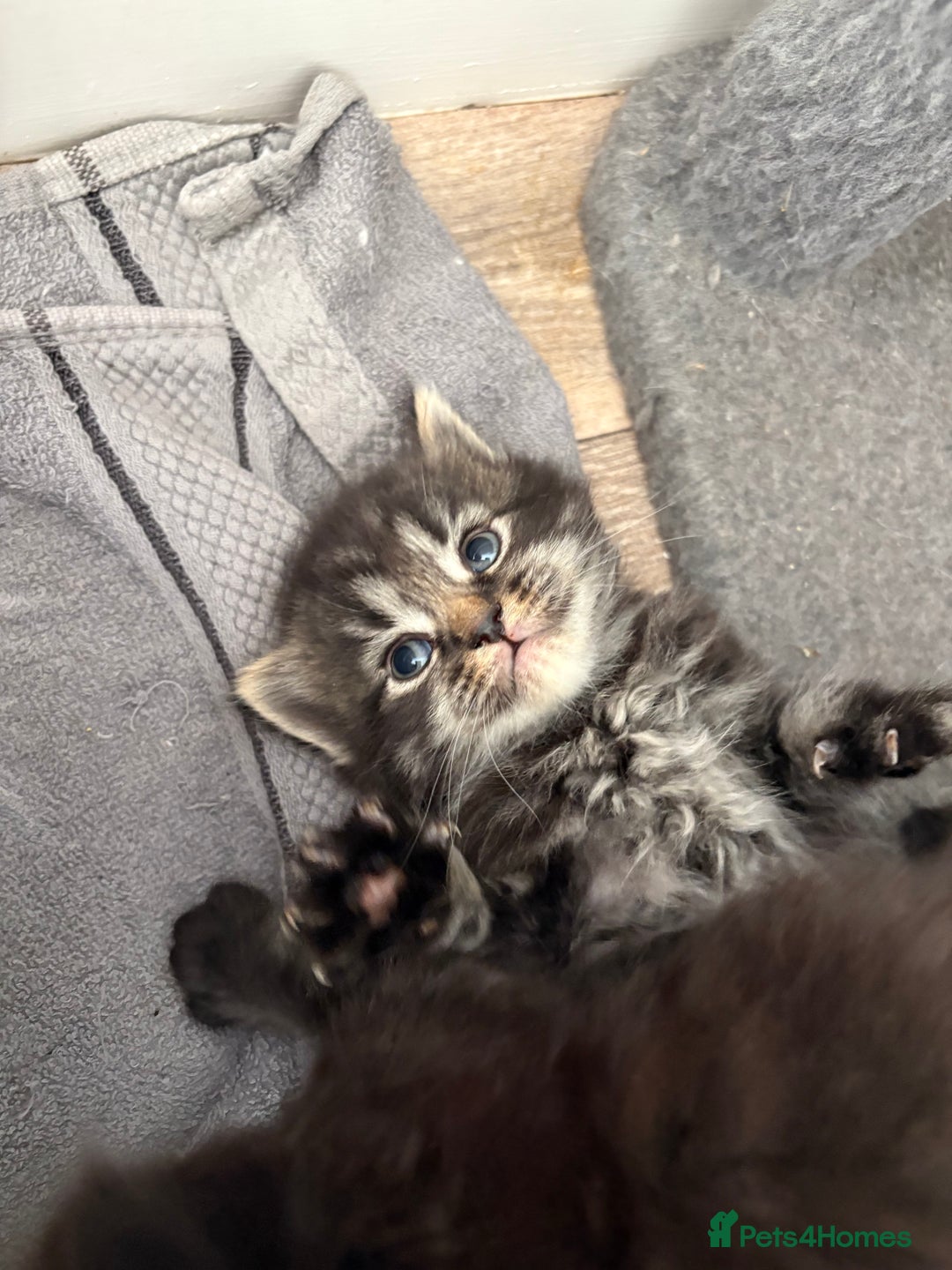 Domestic Shorthair cats for sale: 5 beautiful kittens 🖤 - Image 7