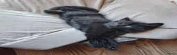 Mixed Breed cats for sale: 4 Fluffy domestic longhair kittens in Maidenhead - Advert 9