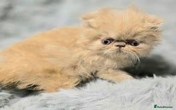 Persian cats for sale: GCCF REGISTERED KITTENS CHAMPION LINES - Image 11