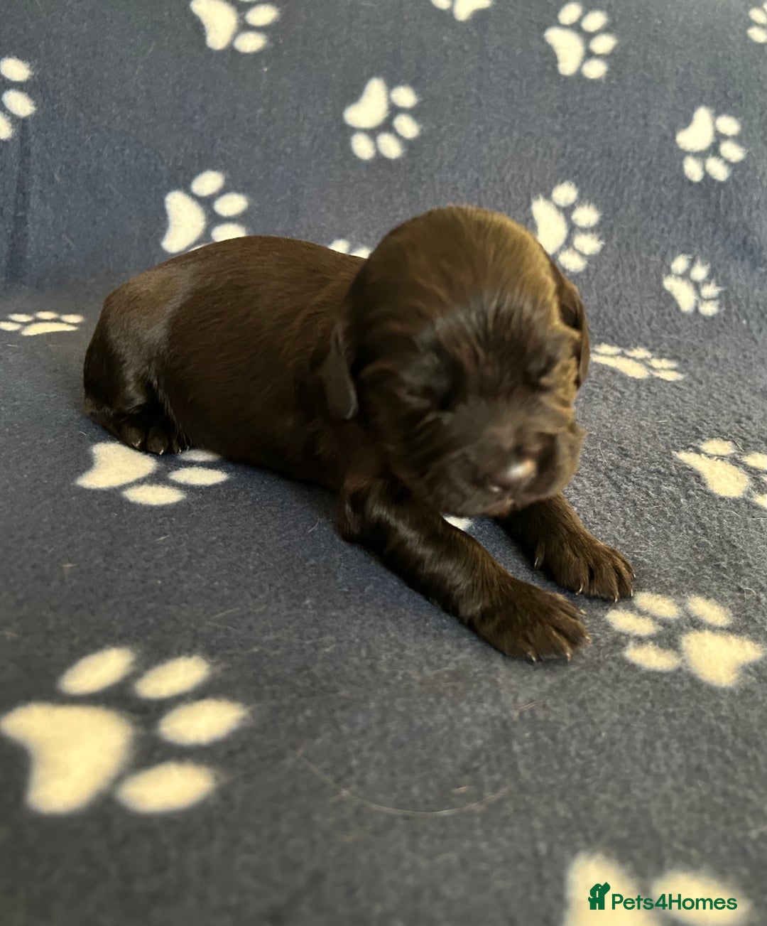 Cocker Spaniel dogs for sale: KC registered Working Cocker Spaniels puppys  - Advert 6
