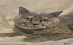 British Shorthair cats for sale: Gccf registered British shorthair kittens - Image 5