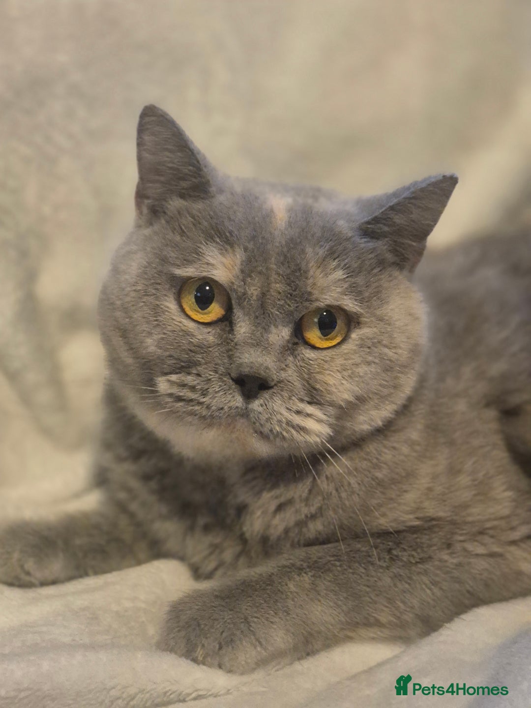 British Shorthair cats for sale: Gccf registered British shorthair kittens - Image 5