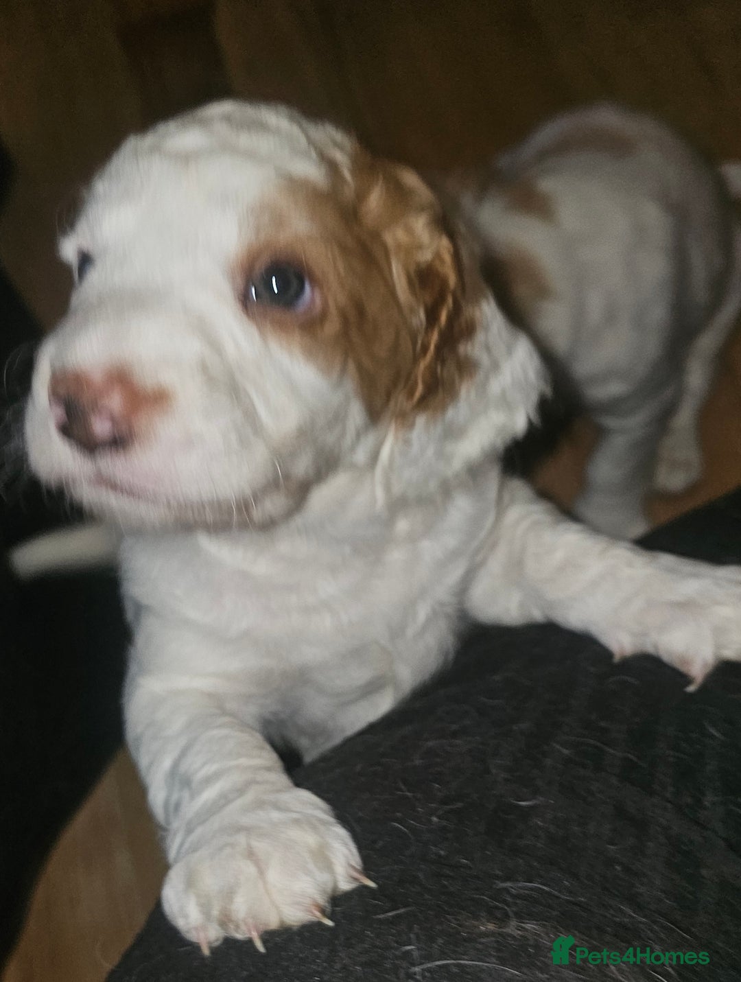 Cockapoo dogs for sale: Only two puppies left! Ready to go 9th December! - Advert 17