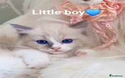 Ragdoll cats for sale: Health checked purebreed Ragdoll kittens in Mansfield - Image 28