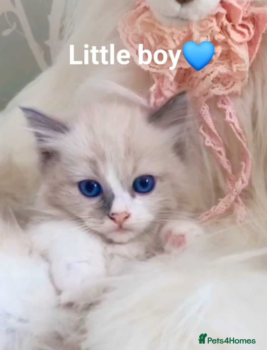 Ragdoll cats for sale: Health checked purebreed Ragdoll kittens in Mansfield - Image 28