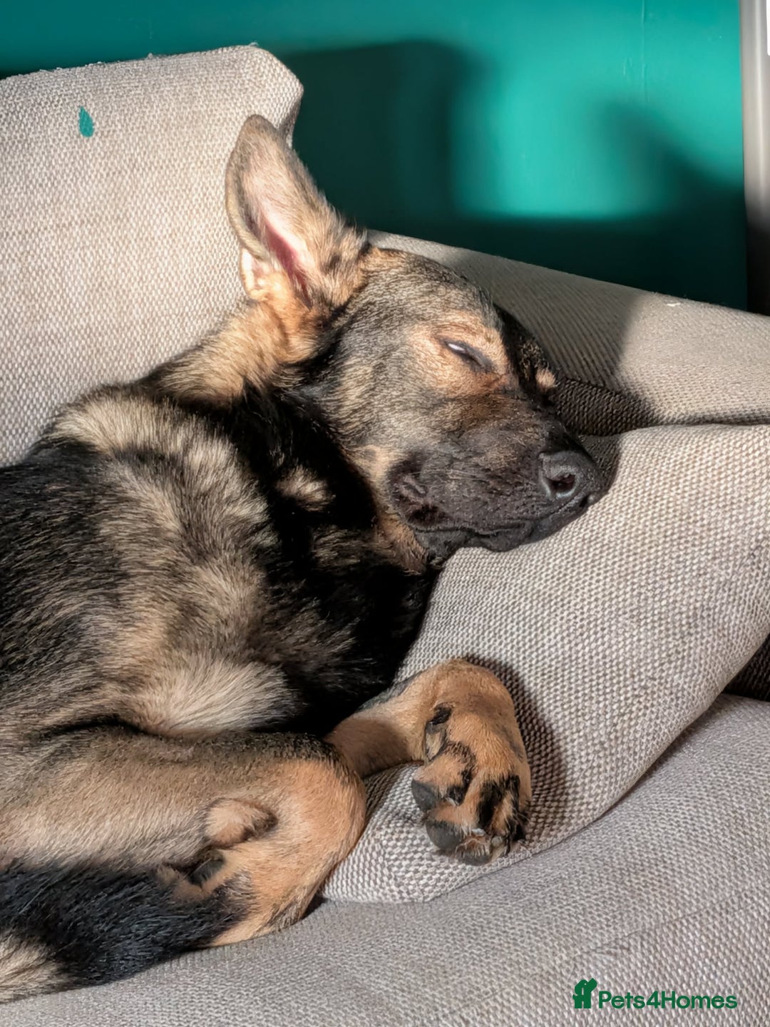 German Shepherd dogs for sale: 17 month GSD male (intact) - Advert 6