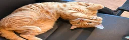 Mixed Breed cats for sale: Oaklyn and milo  - Advert 5