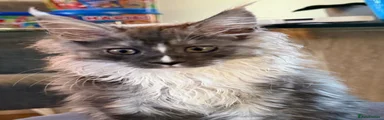 Maine Coon 4