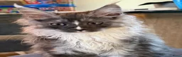 Maine Coon cats for sale: Big Personality MaineCoon in Bishop's Stortford - Advert 6